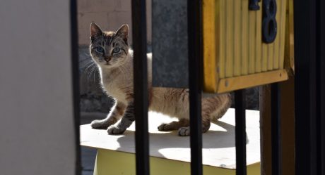Protección Civil Tijuana ofrece etiqueta para ayudar a mascotas en caso de emergencia