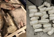 Agentes-CBP-decomisan-metanfetamina-hielera-llena-pescado