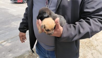 Ayuntamiento-de-Tijuana-mantiene-firme-combate-venta-ilegal-mascotas