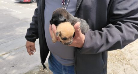 Ayuntamiento de Tijuana mantiene firme combate a venta ilegal de mascotas