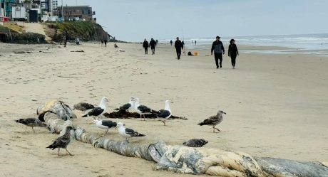 Mar arroja restos presuntamente de una ballena