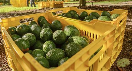 Suspenden inspecciones de aguacates y mangos en Michoacán tras agresión a personal estadounidense