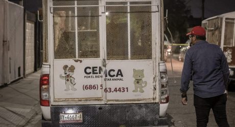 Catean domicilio de perros que atacaron a una mujer en Mexicali