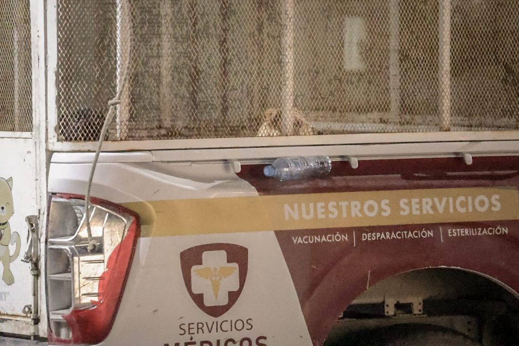 Catean domicilio de perros que atacaron a una mujer en Mexicali