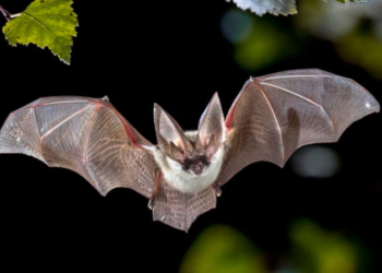 Buscan a personas que pudieron tener contacto con murciélago infectado en San Diego Zoo