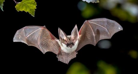 Buscan a personas que pudieron tener contacto con murciélago infectado en San Diego Zoo