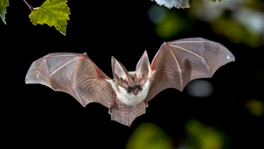 Buscan a personas que pudieron tener contacto con murciélago infectado en San Diego Zoo