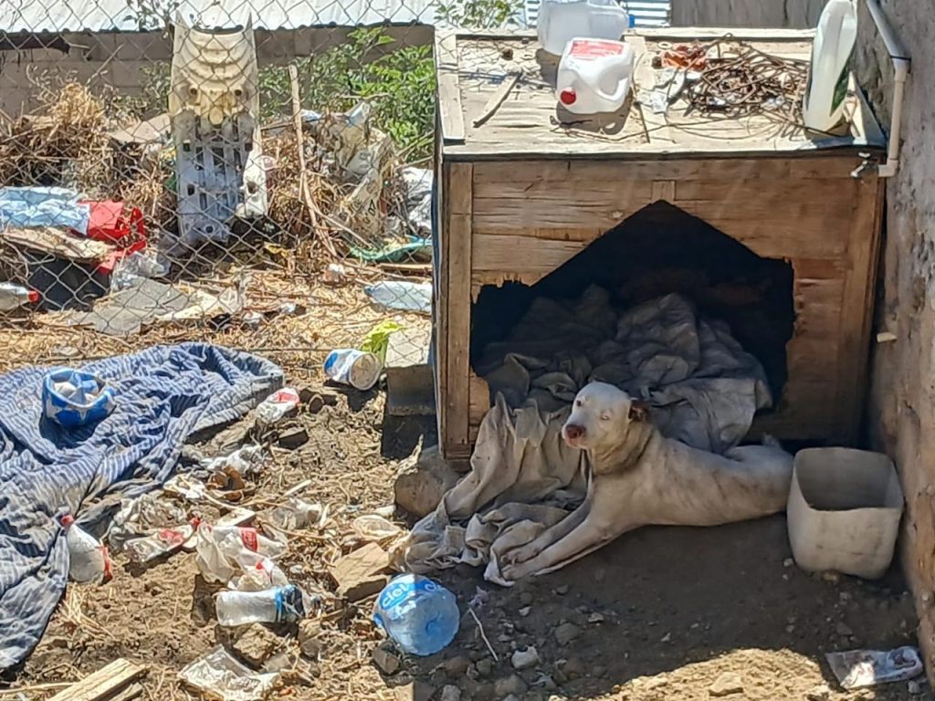 Rescatan-un-perro-tras-cateo-en-Tecate