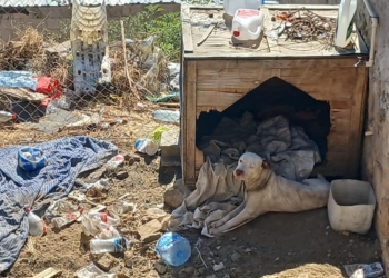 Rescatan a un perro tras cateo en Tecate