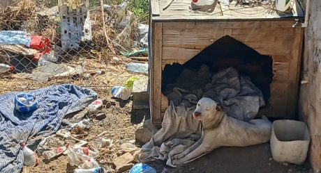 Rescatan a un perro tras cateo en Tecate