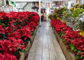 El espíritu navideño llega a Tijuana