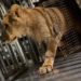 Rescatan a león africano en Tijuana tras denuncia al 089