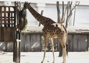 Confirman la desaparición de una Jirafa del zoológico de Culiacán, Sinaloa