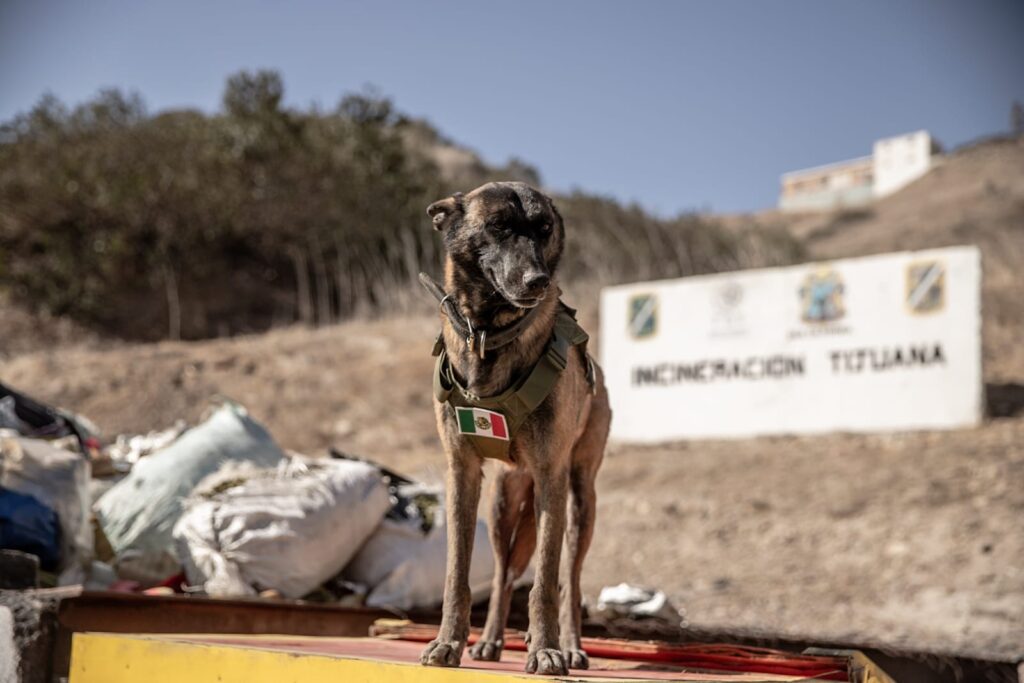 Incineran más de una tonelada de narcóticos en Tijuana