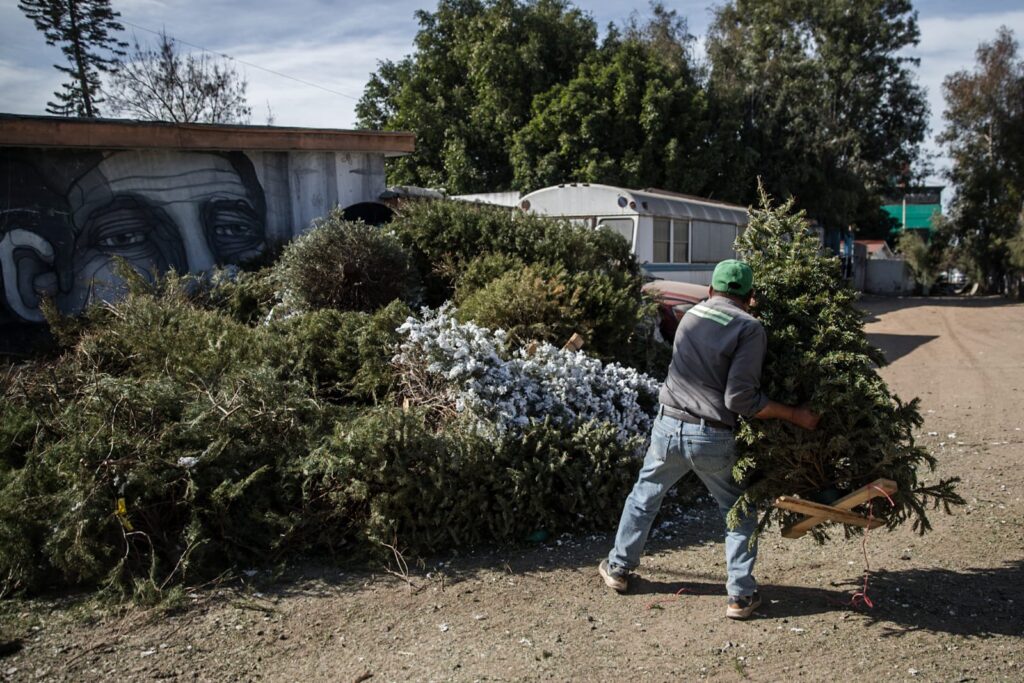 Instalan centros de acopio de arbolitos de Navidad en Tijuana