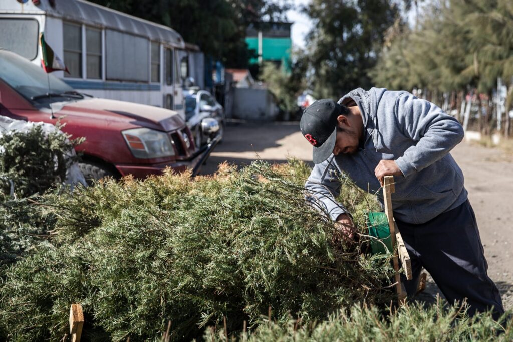 Instalan centros de acopio de arbolitos de Navidad en Tijuana