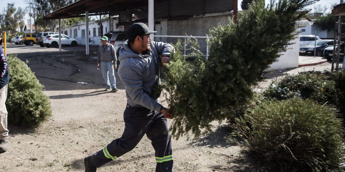 Instalan centros de acopio de arbolitos de Navidad en Tijuana