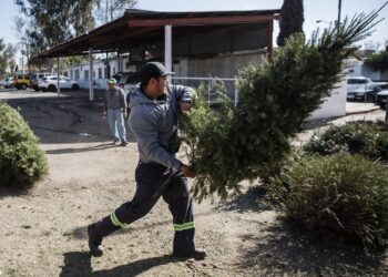 Instalan centros de acopio de arbolitos de Navidad en Tijuana