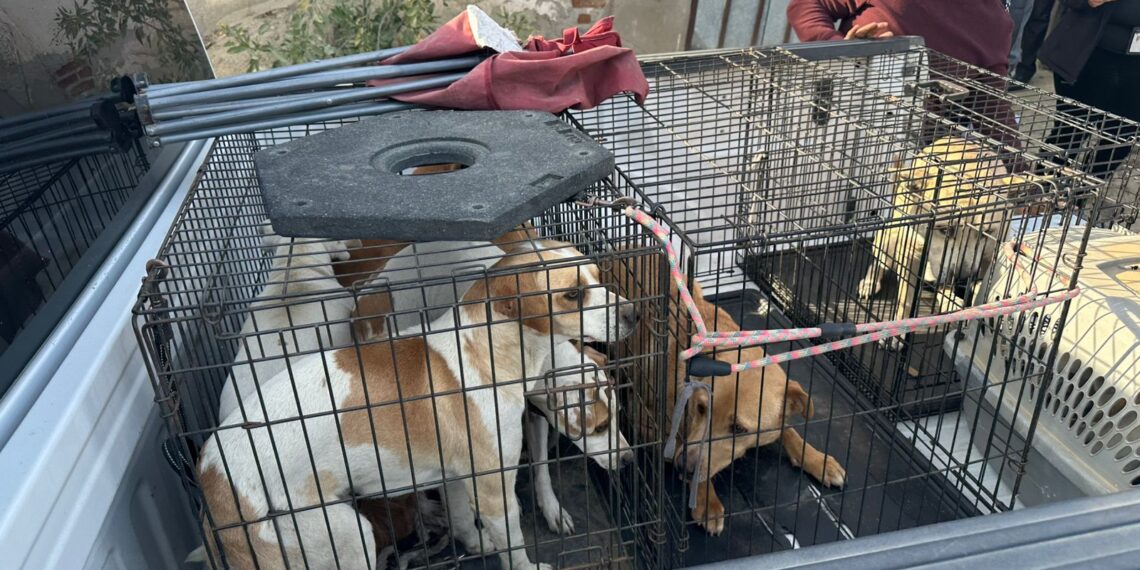 Rescatan a nueve perros tras cateo por maltrato animal