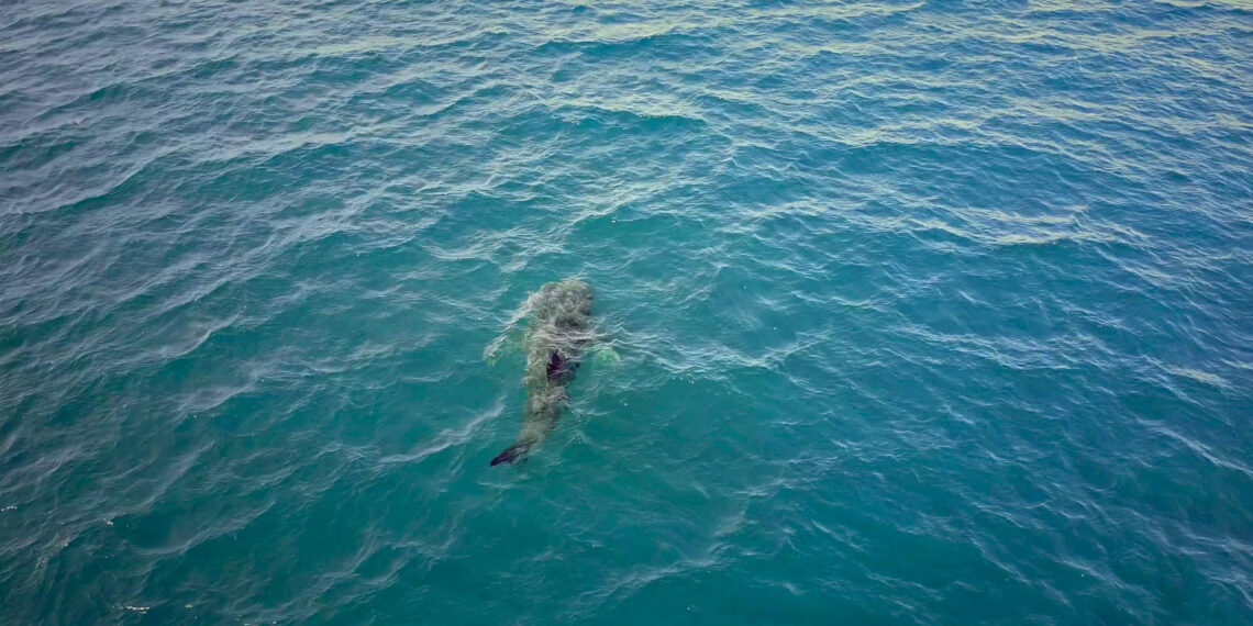 Invitan a disfrutar del avistamiento responsable de la Ballena Gris en Ensenada