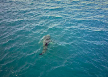 Invitan a disfrutar del avistamiento responsable de la Ballena Gris en Ensenada