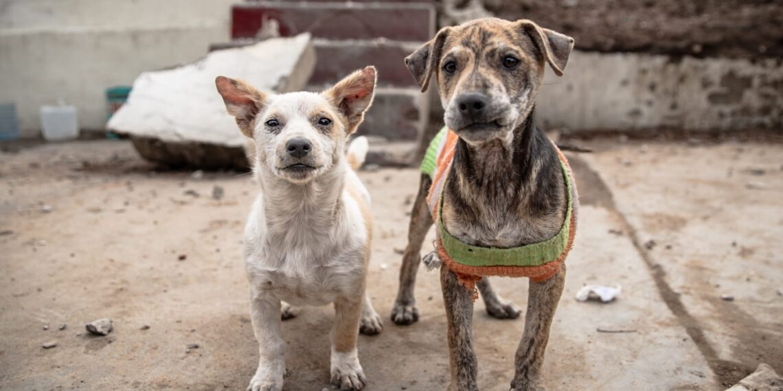 Abandonan a perritos en la colonia Morelos, vecinos solicitan apoyo