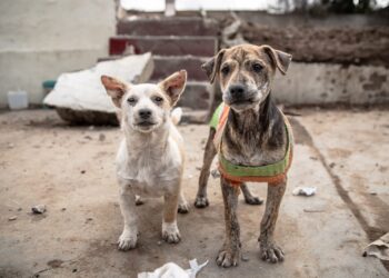 Abandonan a perritos en la colonia Morelos, vecinos solicitan apoyo