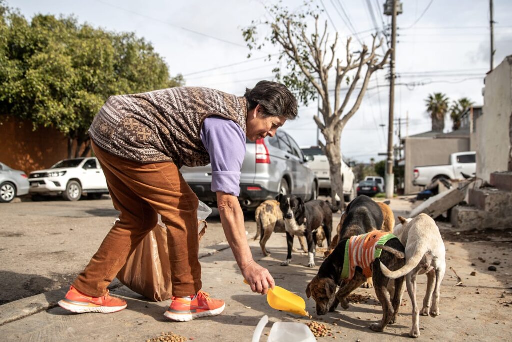 Abandonan a perritos en la colonia Morelos, vecinos solicitan apoyo