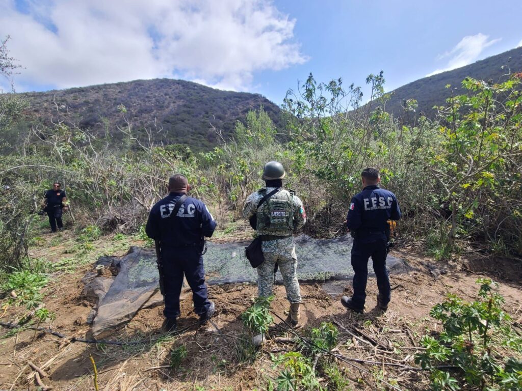 FESC y Defensa localizan y destruyen plantío de marihuana en Tijuana