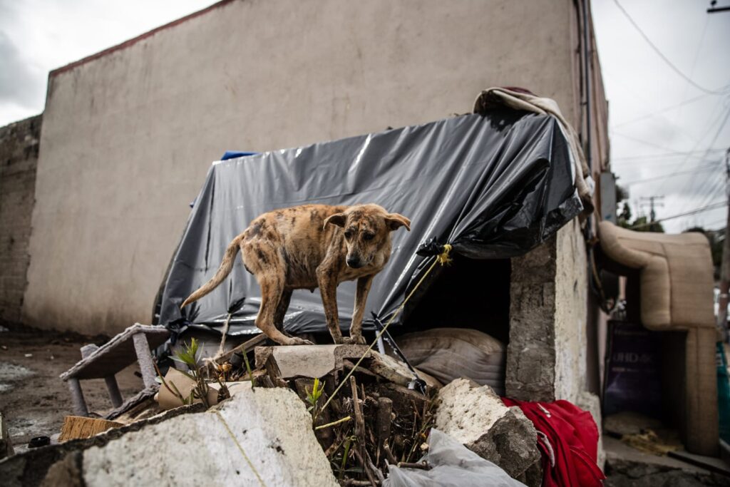 Abandonan a perritos en la colonia Morelos, vecinos solicitan apoyo