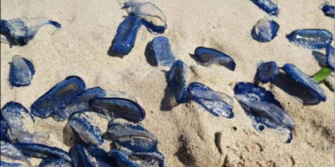 Alertan en Rosarito sobre la presencia de medusas velero y piden evitar tocarlas