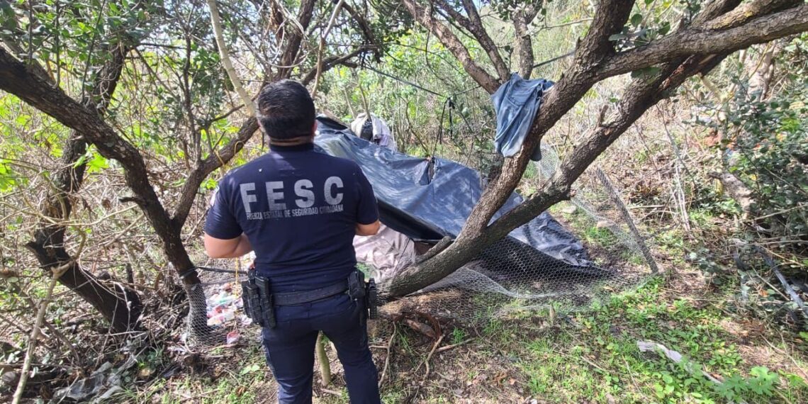 FESC y Defensa localizan y destruyen plantío de marihuana en Tijuana