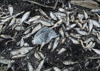 Mortandad de peces en la presa de Tijuana alarma por contaminación visible